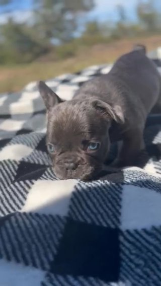 Blue Male With Blue Eye Akc Or pet 3,000 in Russellville, Arkansas