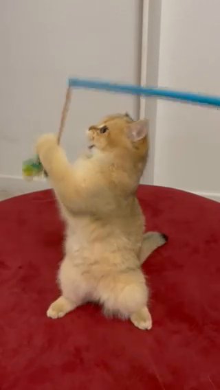 Golden British Shorthair in Virginia Beach, Virginia