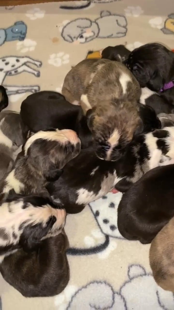 Great Dane Puppies in Richmond, Virginia