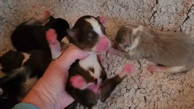 Toy size Pomsky puppies in Gastonia, North Carolina