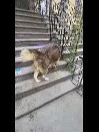 $300 BIG BOY LOOKING 4 A HOME  BROOKLYN NYC in New York City, New York