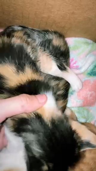 Selling Blue Colored Eye Kitten in Philadelphia, Pennsylvania