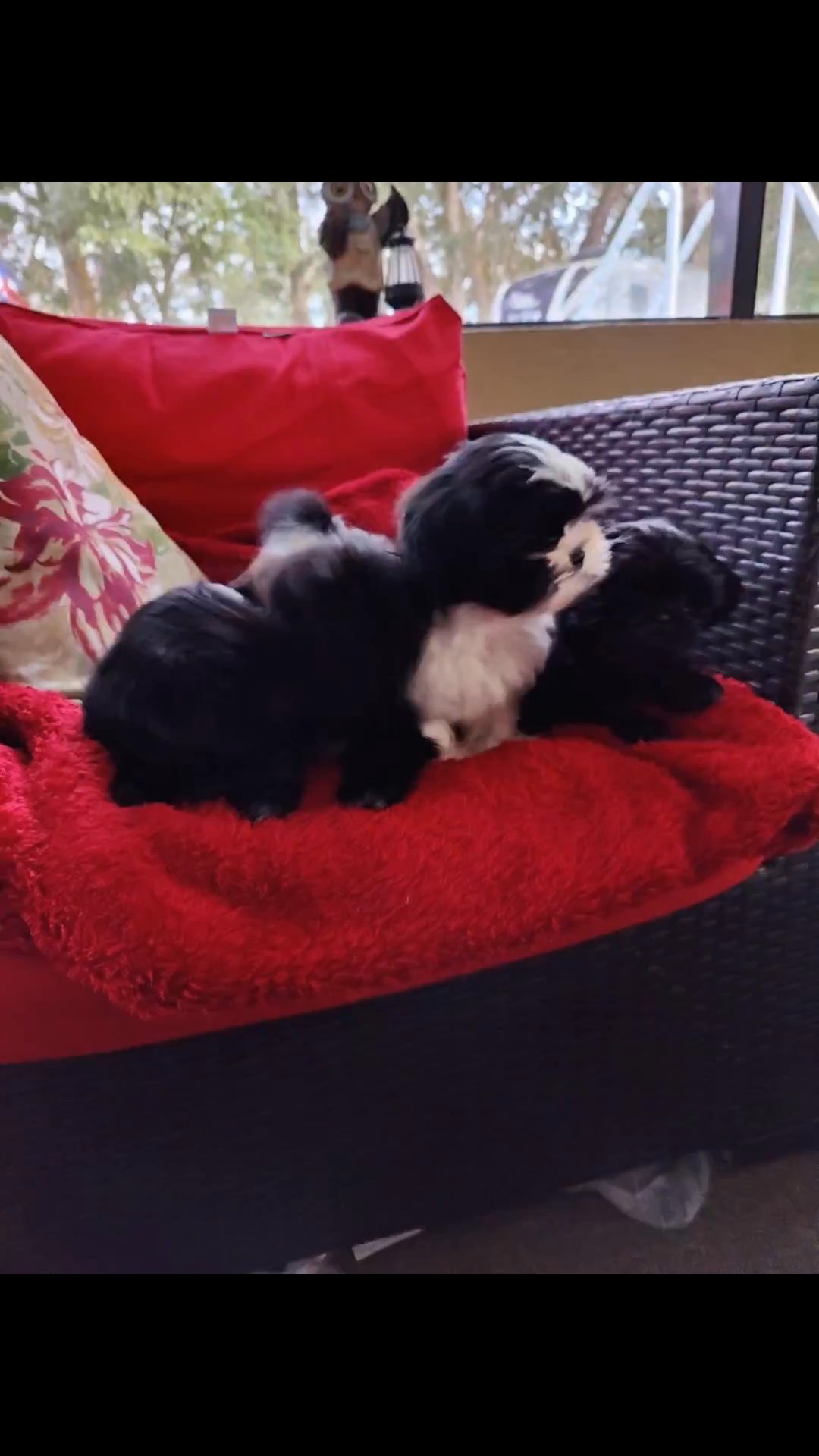 shih Tzu puppies in Mount Dora, Florida