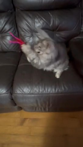Maine Coon Kitten in Little Rock, Arkansas