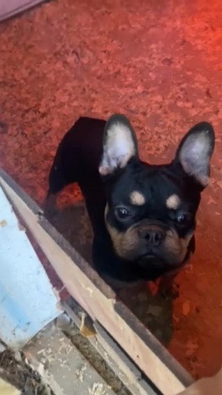 Tri Color Fluffy Carrier Frenchie Male in Durant, Oklahoma