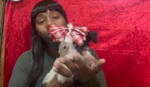 Meet Lily! 10 Weeks Old-Parti Yorkie APRI Registered in Pocatello, Idaho