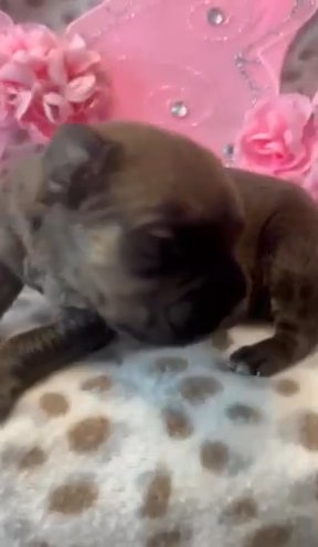Dark Carbon Fawn Cane Corso Female Pup! in Fayetteville, North Carolina