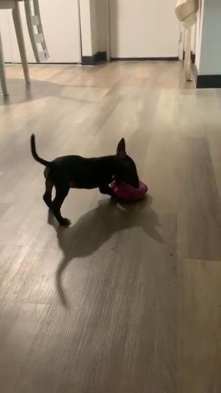 Bull Terrier in Los Angeles, California