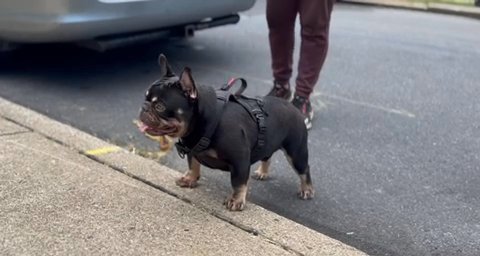 Chocolate Tan Fluffy Carrier French Bulldog in Bethlehem, Pennsylvania