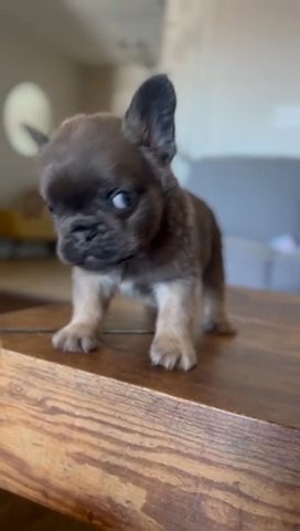 Fluffy French Bulldog in Bethlehem, Pennsylvania