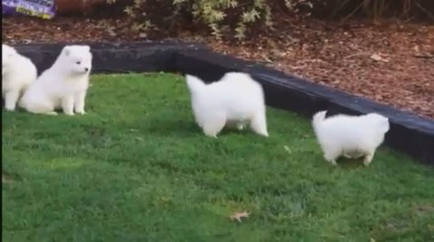 Samoyed in New York City, New York