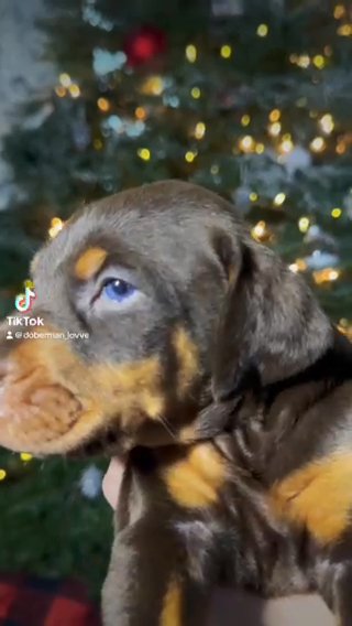 Akc Pure Doberman in Seattle, Washington