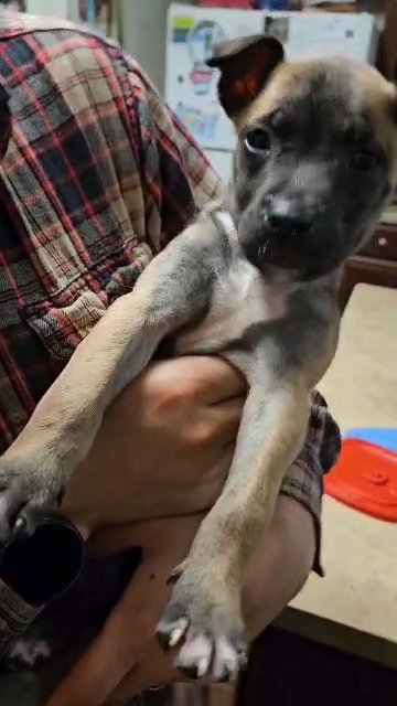 4 month old Belgian malinois female puppy! in Columbia, South Carolina