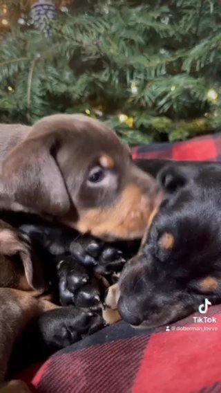 Akc Pure Doberman in Seattle, Washington