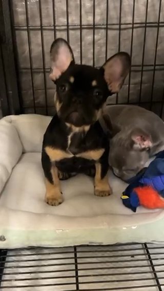 French Bulldog in Phoenix, Arizona