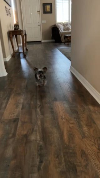 Teacup Yorkie - Female 4lbs. in Lancaster, California