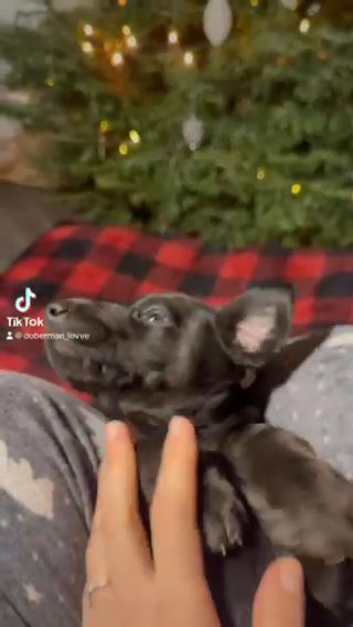 Akc Melanistic Doberman in Seattle, Washington