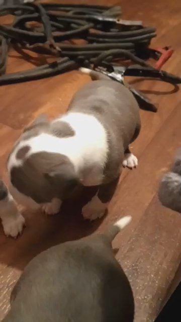 Pitbull puppies in Shepherdsville, Kentucky