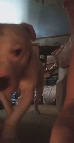 Males And Females American Bulldogs in Philadelphia, Pennsylvania