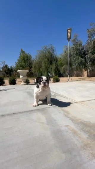 Female English Bulldog in Victorville, California