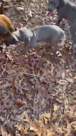 American Staffordshire terrier Female For Sale in Stonecrest, Georgia