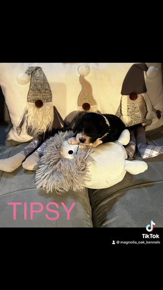 CKC F1bb Sheepadoodle Puppies in Crossville, Tennessee