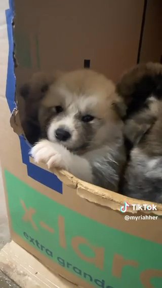Japanese Akita Litter Available Soon! in Fayetteville, Arkansas