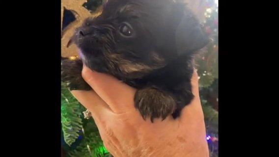 ? Reversed  ?Tiny Morkie Male in Archdale, North Carolina