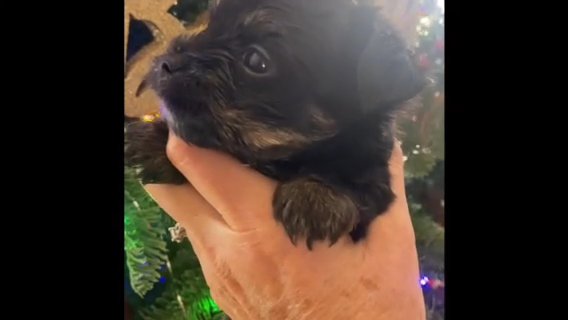 🎄 Reversed  🎄Tiny Morkie Male in Archdale, North Carolina