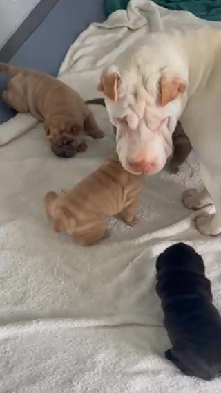 Shar Pei Puppies Looking For Forever Homes in Cypress Gardens, Florida