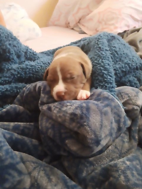 American Bully in San Diego, California