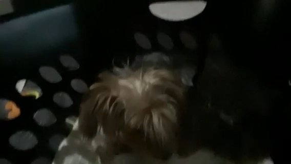 Yorkie For Sale in Houston, Texas