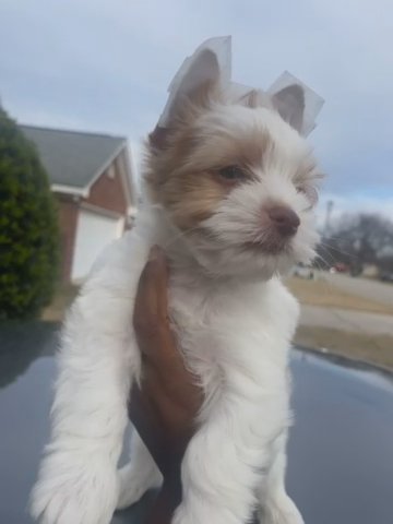 Sable Parti Yorkie in Augusta, Georgia