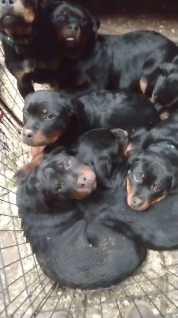 Rottweiler puppies in Spokane, Washington