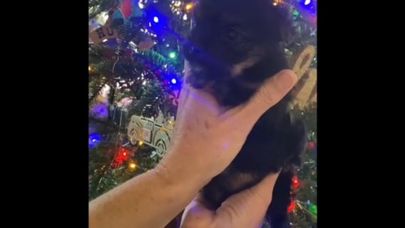 Tiny Morkie Male🎄🎄 Reserved 🎄🎄 in Archdale, North Carolina