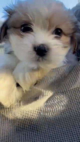 Havanese Small Last One!!! SOLD in Evergreen Park, Illinois