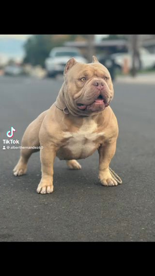 ?Stud Servic?Abkc Champion Havoc Stud Fee in Avondale, Arizona