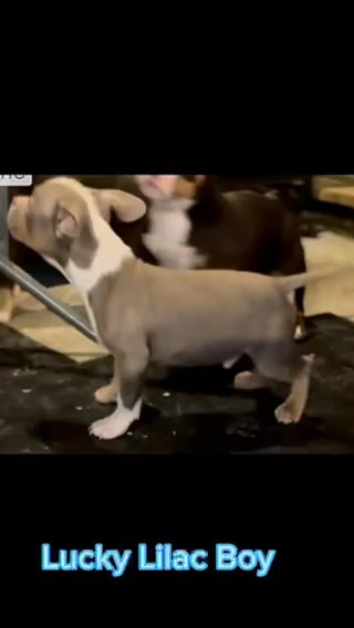 Buddy American Pocket Puppy in Philadelphia, Pennsylvania