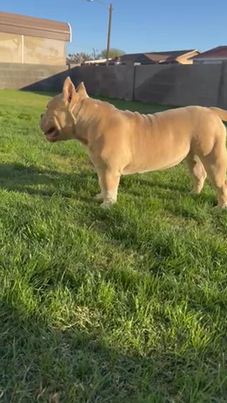 Female pocket bully  7 Months Abkc Registered in Avondale, Arizona