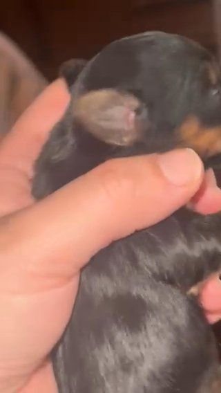 Yorkie Traditional Male in Washington, District of Columbia