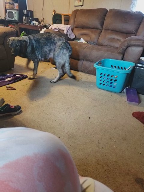 Akc German Shepherd Puppies in Kansas City, Kansas