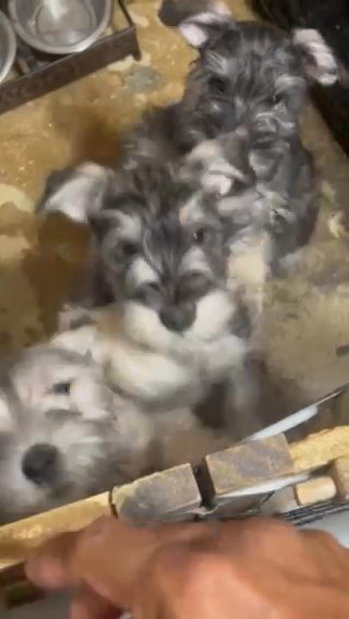 Schnauzer Miniatura in Florence, Kentucky