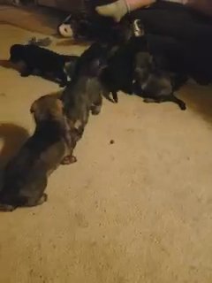 AKC German Shepherds in Wichita, Kansas