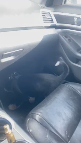 I’m Selling My 3-month-old Puppy If Anyone Is Interested in Payson, Utah