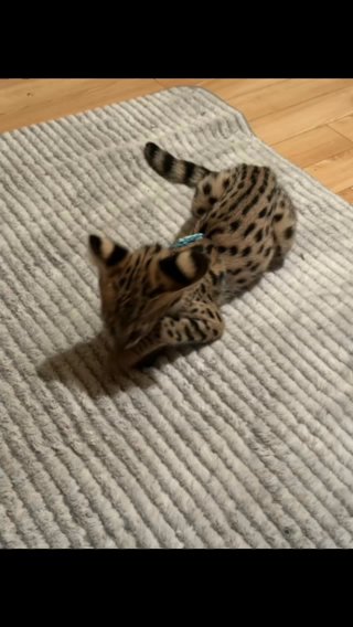 Minks The Savannah Kitten in Kansas City, Missouri
