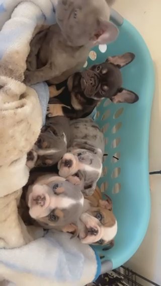 Bulldog Ingles in Odessa, Texas