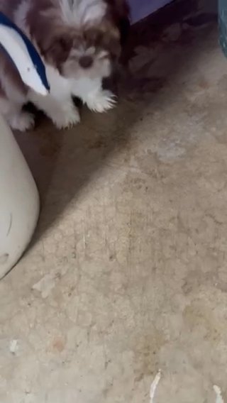 Shi Tzu Boy And Girl in Euclid, Ohio