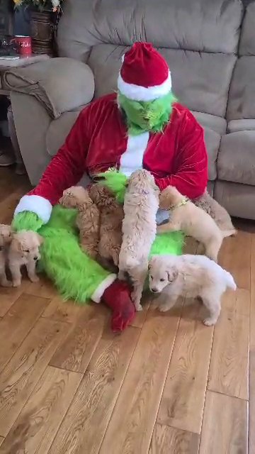 grinch loves puppies in Muscle Shoals, Alabama