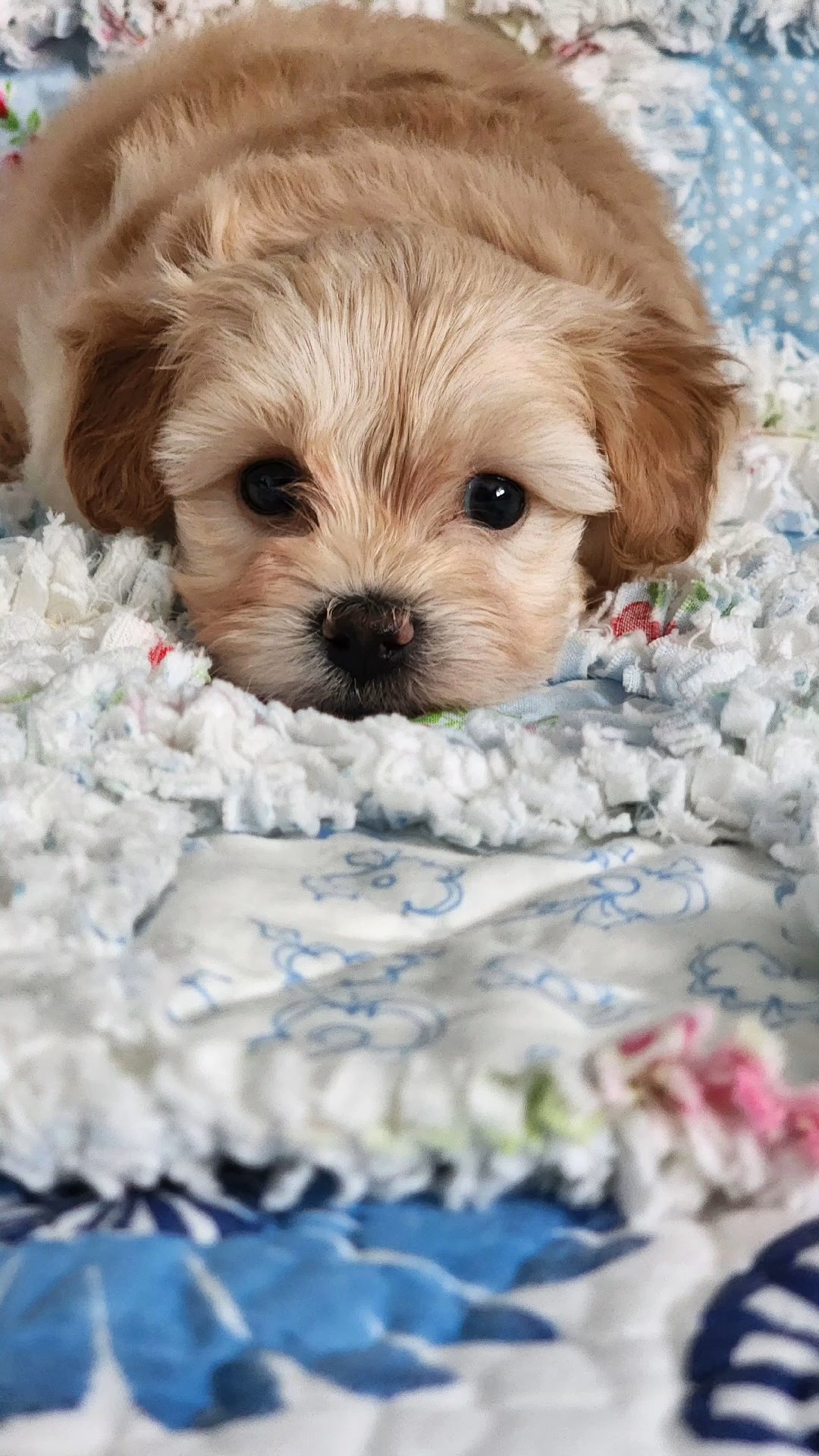Pretzel in Chicago, Illinois