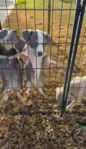 American Bully Pups in Dover, Delaware